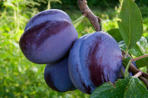 Damson images