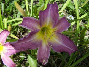 Photos of Daylily