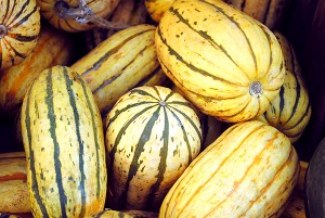Delicata Squash Images
