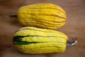 Delicata Squash Pictures