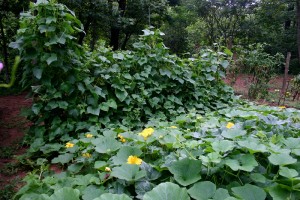 Delicata Squash Plant