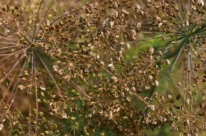 Images of Dill Seed