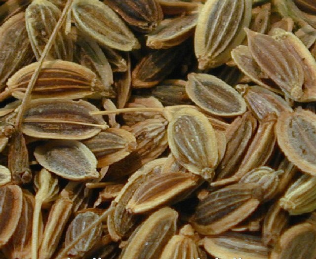 Dill Seed Photo