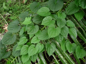 Dioscorea Alata Dioscorea Alata Picture