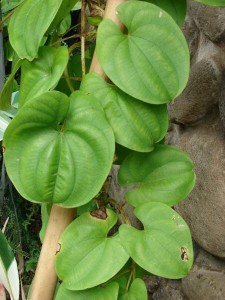 Images of Dioscorea Alata