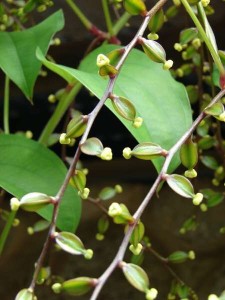 Photos of Dioscorea Alata