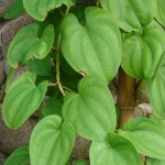 Pictures of Dioscorea Alata
