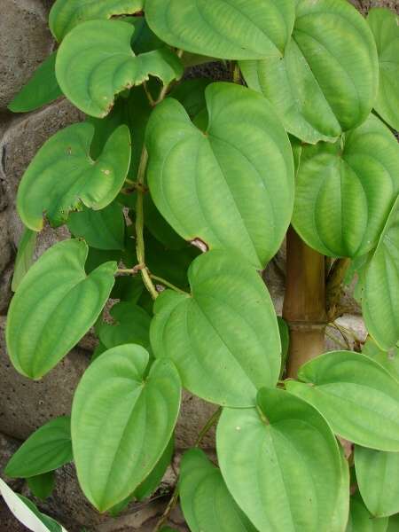 Pictures of Dioscorea Alata