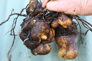 Dioscorea Alata Seeds Photo