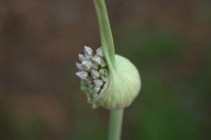 Elephant Garlic Flower Elephant Garlic Flower Picture