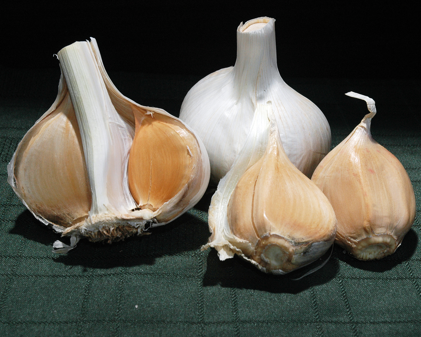 Photos of Elephant Garlic