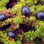 Images of Empetrum nigrum