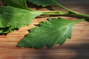 Epazote Leave