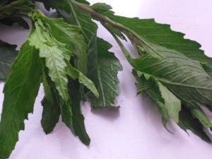 Epazote Leaves