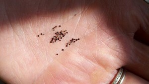Epazote Seeds