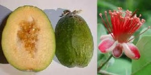 Picture of Feijoa