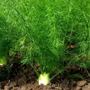 Fennel Bulb Plant