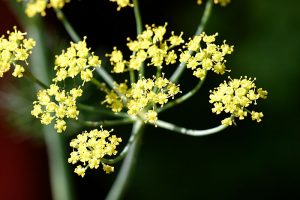 Fennel Flower