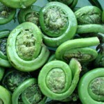 Fiddlehead fern