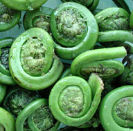 Fiddlehead fern