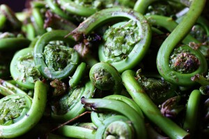 Fiddleheads Fiddleheads pictures