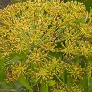 Galbanum Galbanum Picture