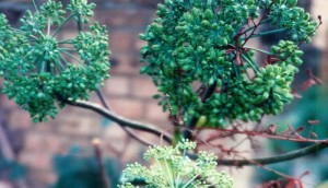 Galbanum Photos Photos of Galbanum