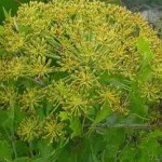 Pictures of Galbanum