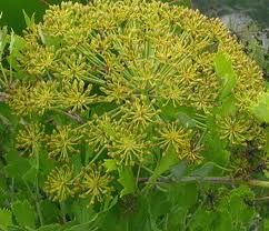 Pictures of Galbanum