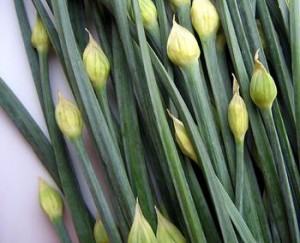 Photo of Garlic Chives