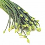 Pics of Garlic Chives