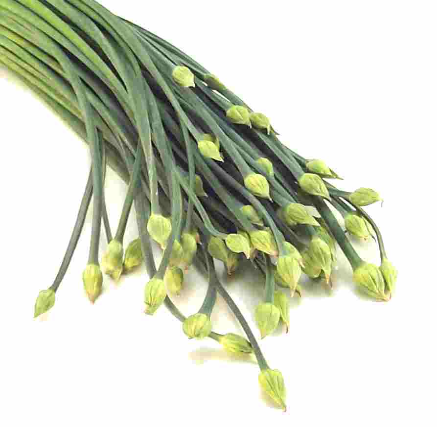 Pics of Garlic Chives