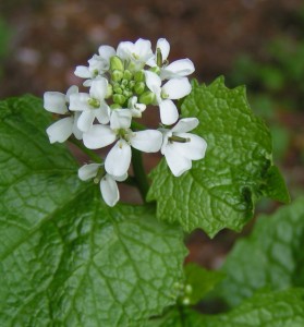 Garlic Mustard Garlic Mustard Picture