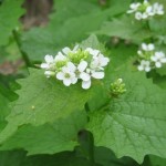 Images of Garlic Mustard