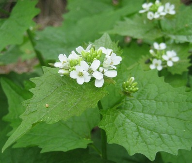Images of Garlic Mustard