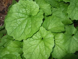 Garlic Mustard Leaf Garlic Mustard Leaf Picture