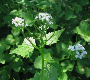 Garlic Mustard Plant Garlic Mustard Plant Photo