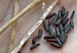 Garlic Mustard Seeds Garlic Mustard Seeds Image