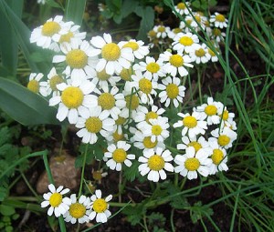 Images of German chamomile