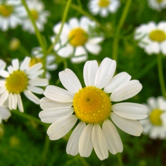 Photos of German chamomile
