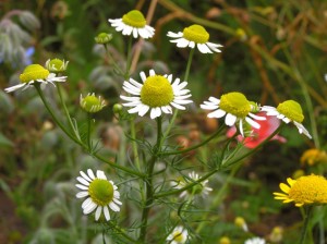 Pictures of German chamomile