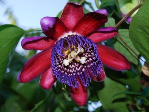 Giant Granadilla Picture