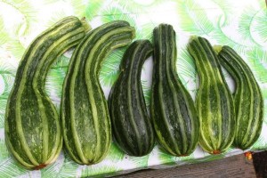 Green Crookneck Squash