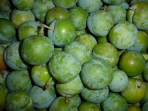 Greengage Greengage Picture