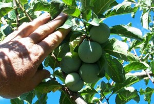 Greengage Images Images of Greengage