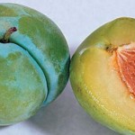 Pictures of Greengage