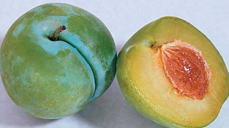 Pictures of Greengage