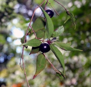 Images of Guavaberry