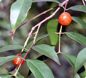 Photos of Guavaberry