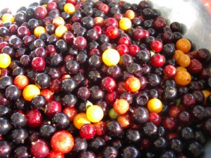 Pictures of Guavaberry